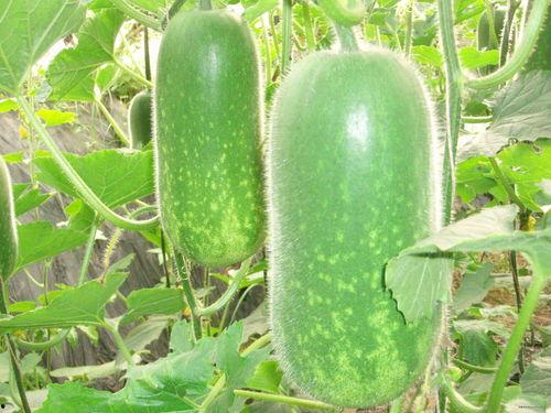 热门大瓜莫里秀 吃瓜网每日大赛,揭秘每日大赛热门大瓜，带你领略娱乐圈风云变幻